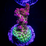 WWC Jello Shot Acro