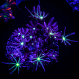 Daisy Clove Polyps