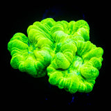 Kryptonite Trumpets