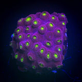 Bling Bling Cyphastrea