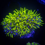 Neon Green Star Polyps