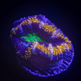 Alien Eye Acan