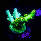 LRO Electric Lime Acro