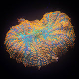 Caribbean Crush Rhodactis