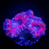 Pink Dreams Acan