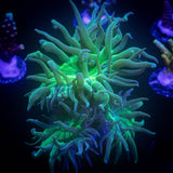 Aquacultured Duncans