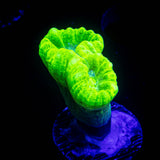 Kryptonite Trumpets