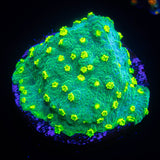 Alienpox Astreopora