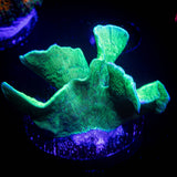 Mint Pavona