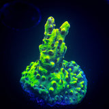LRO Yellow Jacket