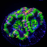 Green Rim Acan