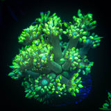 Toxic Green Goni