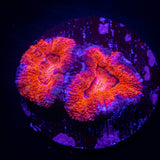 Magma Acan