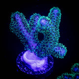 Pocillopora