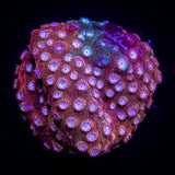 JF Fender Bender Cyphastrea