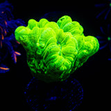 Kryptonite Trumpets