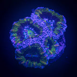 Monsters Inc Acan
