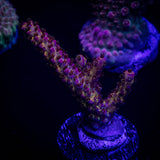 PC Rainbow Acro