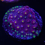 Bling Bling Cyphastrea