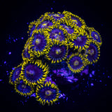 Smurfette Zoas