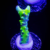 Green Goblin Anacropora