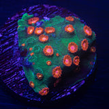 Jingle Bells Cyphastrea