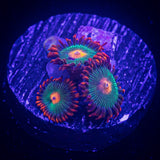 Gatorade Zoas