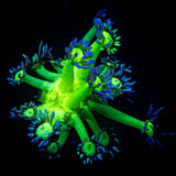 LRO Metallic Verde Goni SO BRIGHT