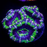 Pink Streak Acan
