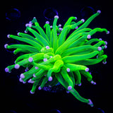 Malaysian Cotton Candy Torch SUPER BRIGHT