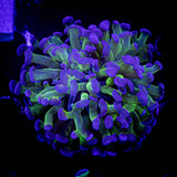 Blue Tip Hammer