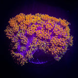 LRO Rainbow Bernardpora