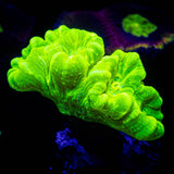 Kryptonite Trumpets