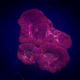 Red Acan