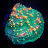 LRO Fukushima Chalice