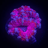 Sweetheart Acan