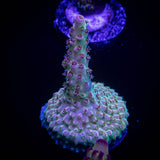 Gregs Unicorn Acro