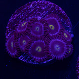 JF Bella Blues