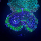 Green Ring Acan