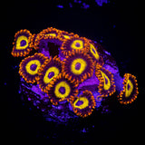 Blue Eyed Blondie Zoas