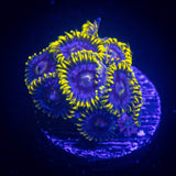 Smurfette Zoas