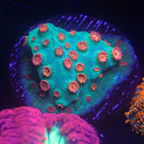 Meteor Shower Cyphastrea