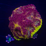 WWC Blood Diamond Favia
