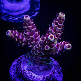 LRO Snow Dragon Acro
