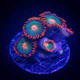 Gatorade Zoas