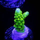 Bali Green Slimer Acro