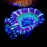 LRO Fruit Tart Asian Acan