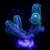 Pocillopora