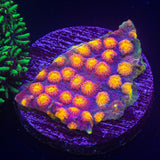 LRO Rainbow Madness Cyphastrea