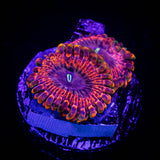 Fairy Fart Zoas